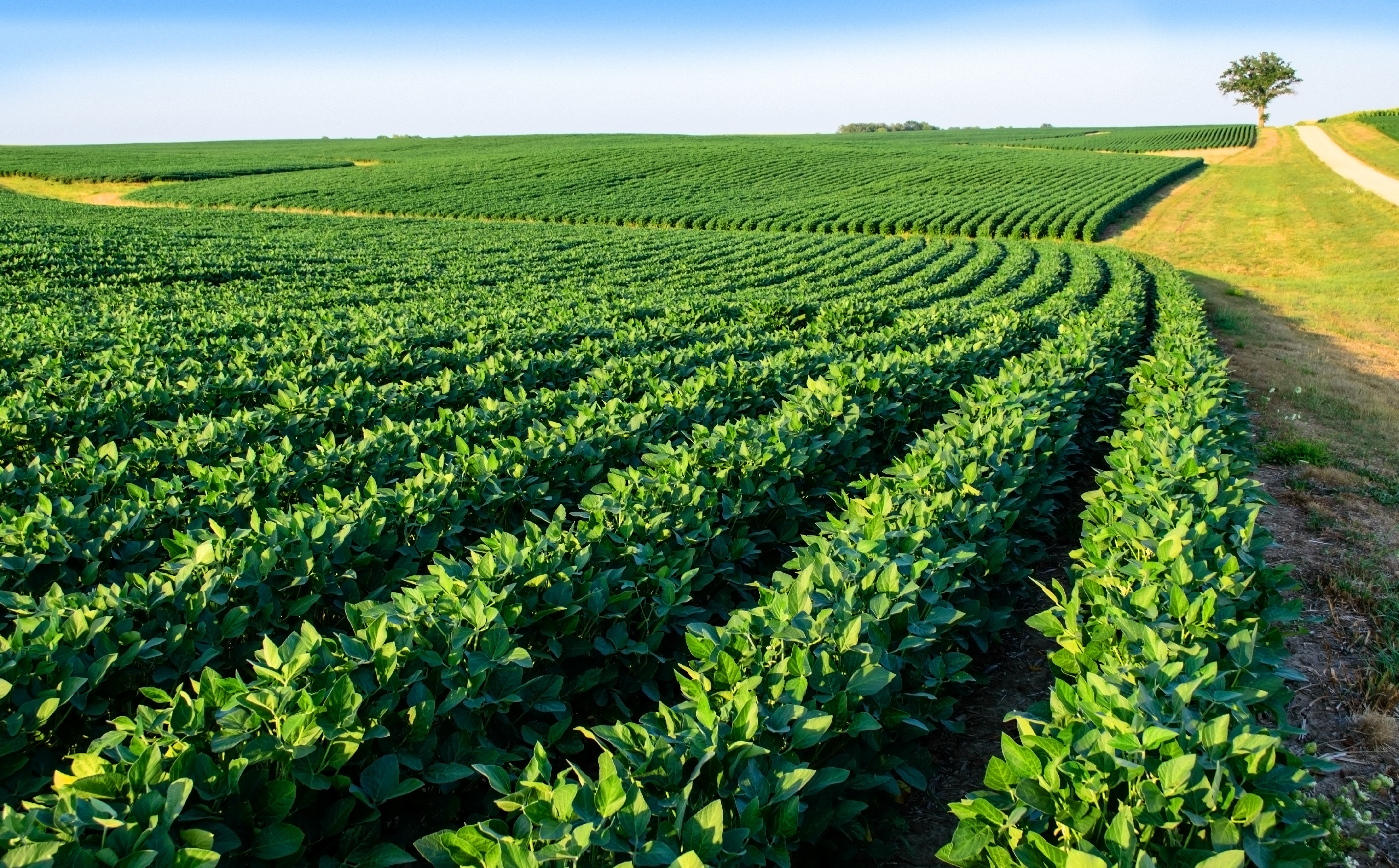 Soybean Field