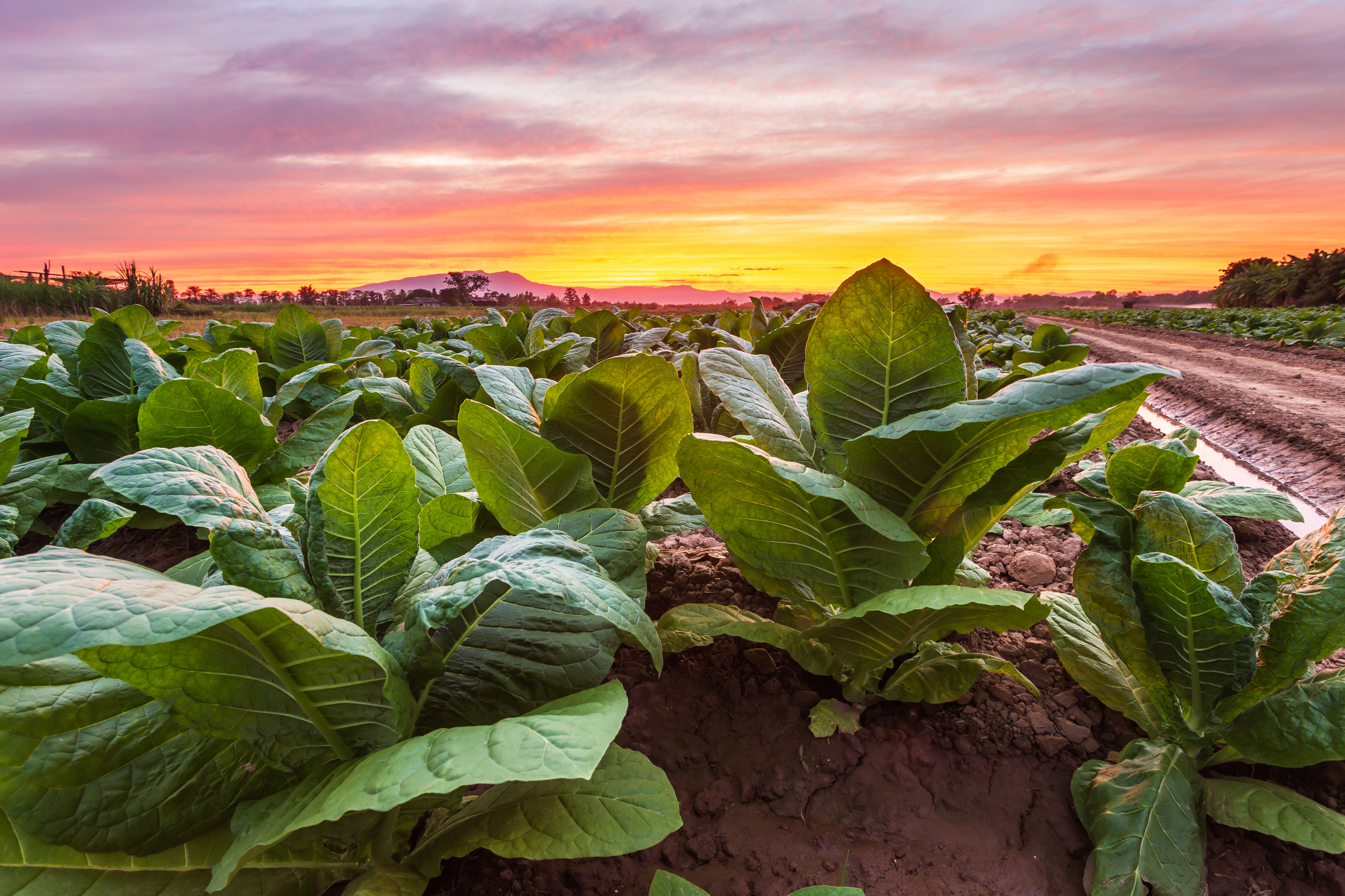 Tobacco Plant