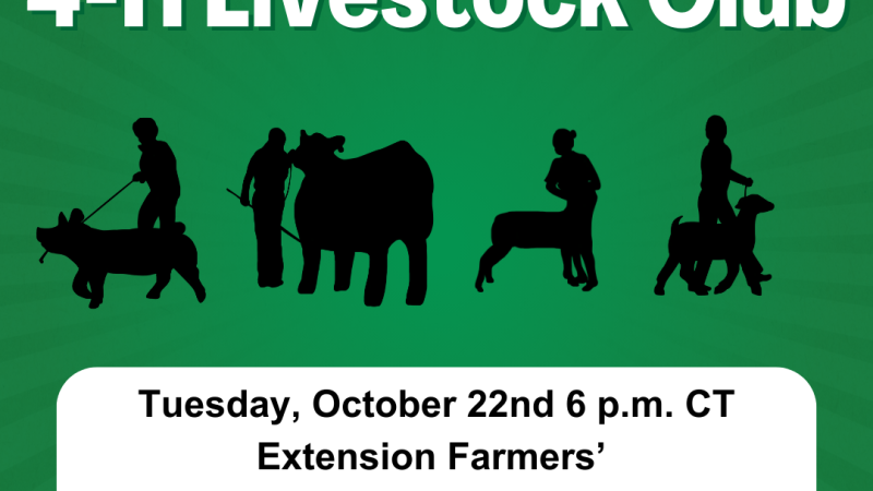 4-H Livestock Club